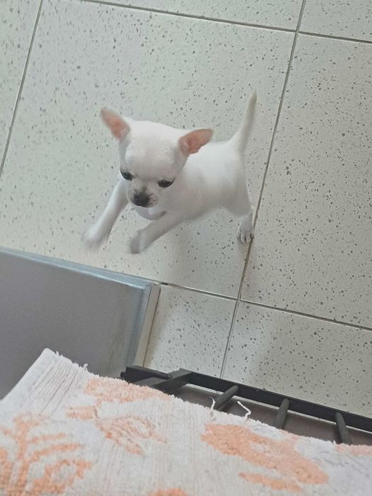 Biała Śliczna Mini Dziewczynka