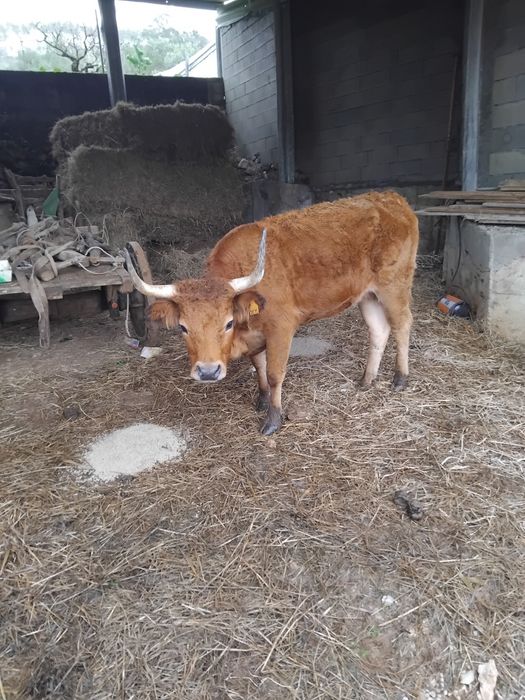 Novilha cachena com 3 anos
