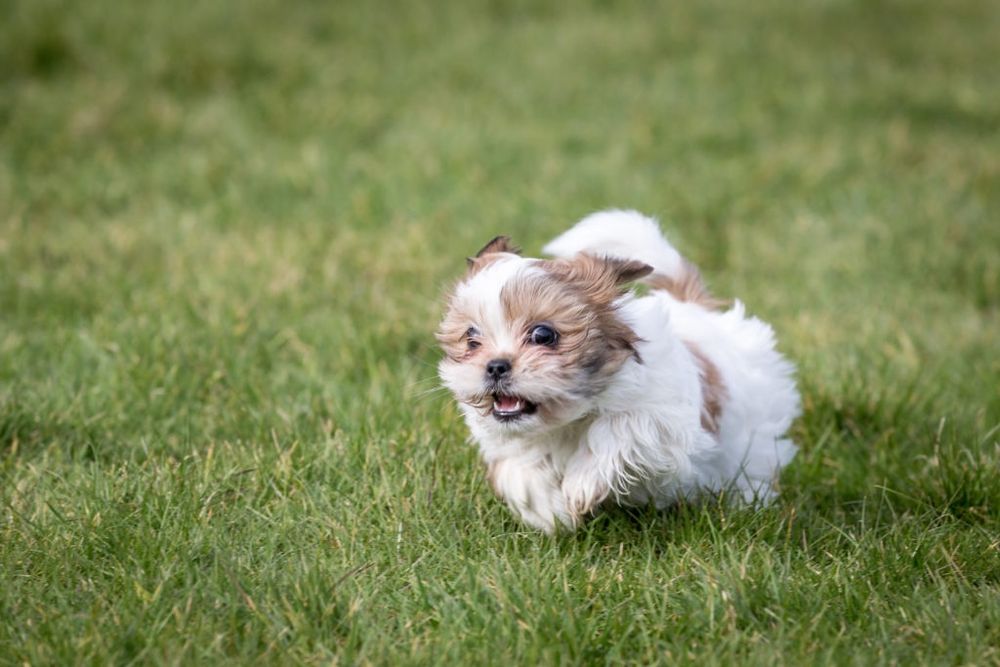 Excelente shih tzu