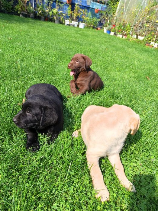 śliczny piesek labrador rodowód