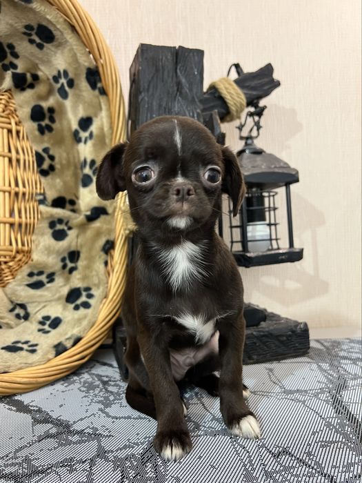 Міні хлопчик чихуахуа