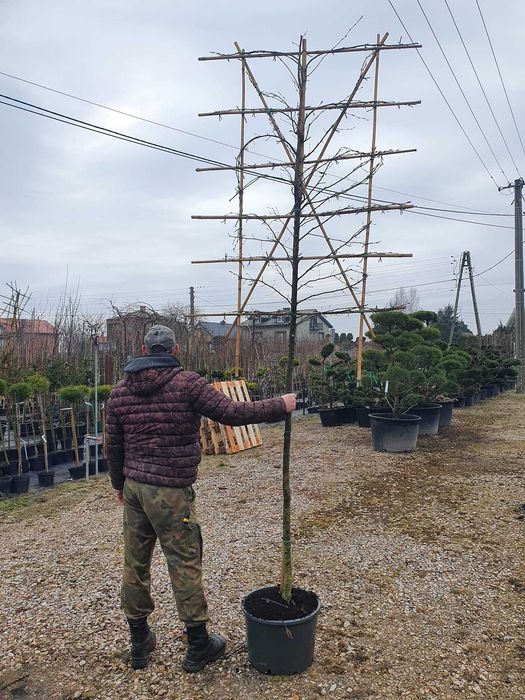 Grab kolumnowy palmet ekran forma pienna