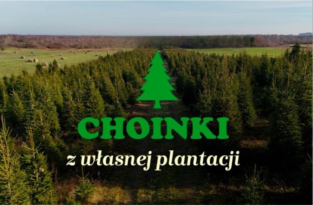 Choinki Świerk Pospolity formowany Plantacja