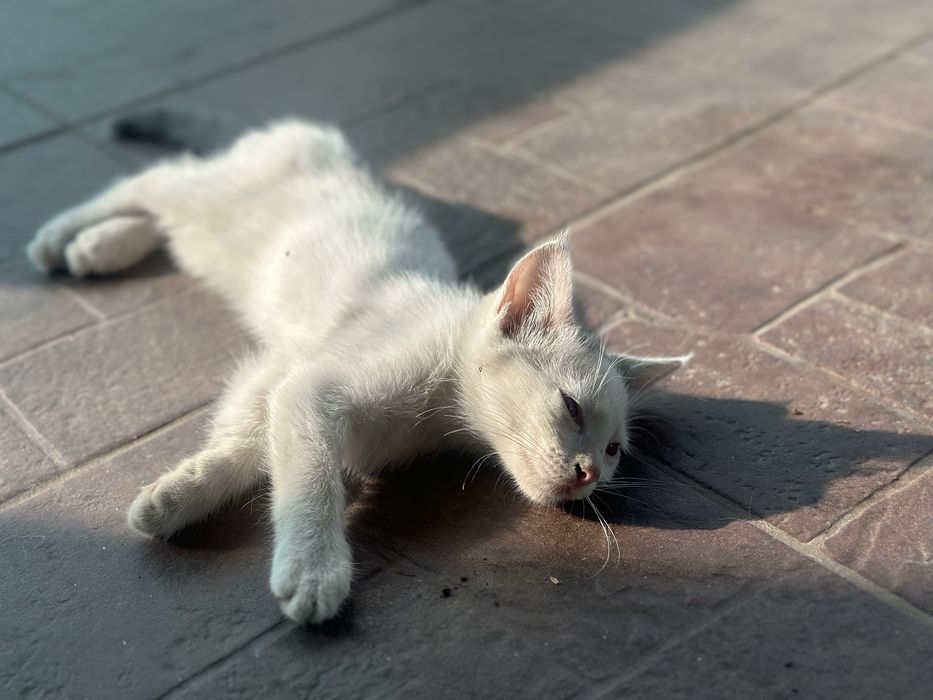 Шукаємо люблячі домівки для чарівних кошенят!