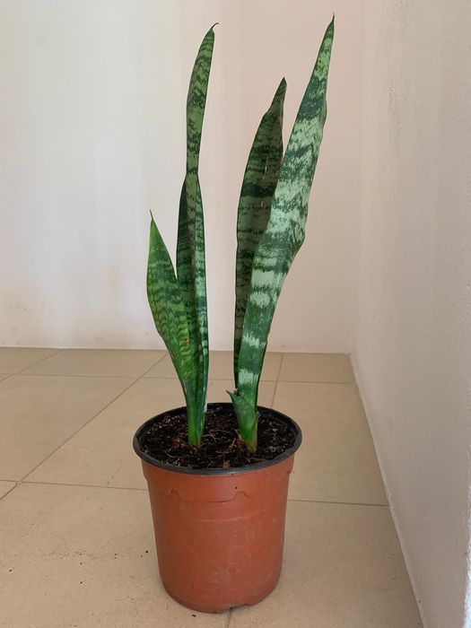Oportunidade! Planta Espada de São Jorge- 3€ cada unidade.