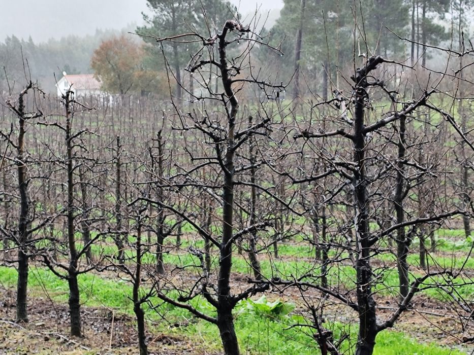 Vendo Terreno muito Bem Localizado Rua Francisco da Silva Madroeira Be