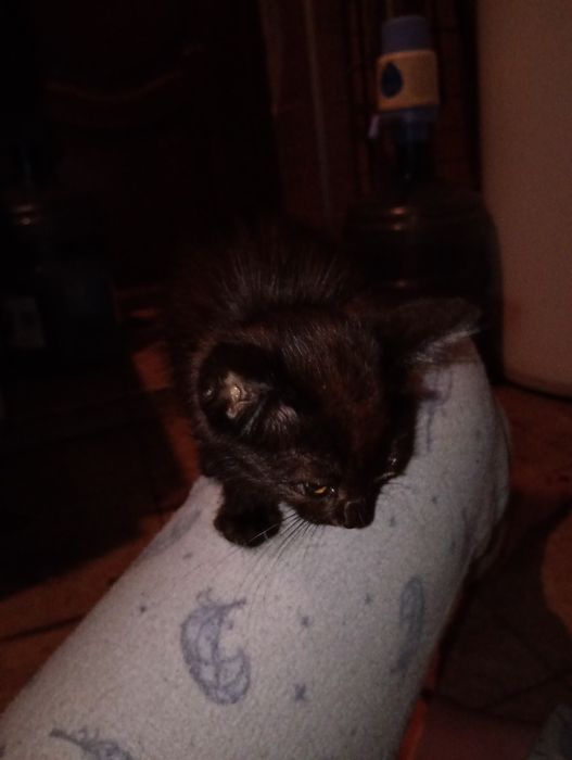 Котята 3 девочки