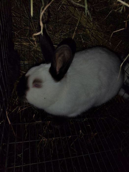 Кролі/Кролики Полтавське срібло