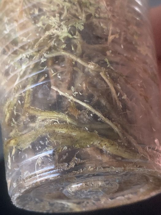 Monstera Standleyana - rosnacy -6 lisci !