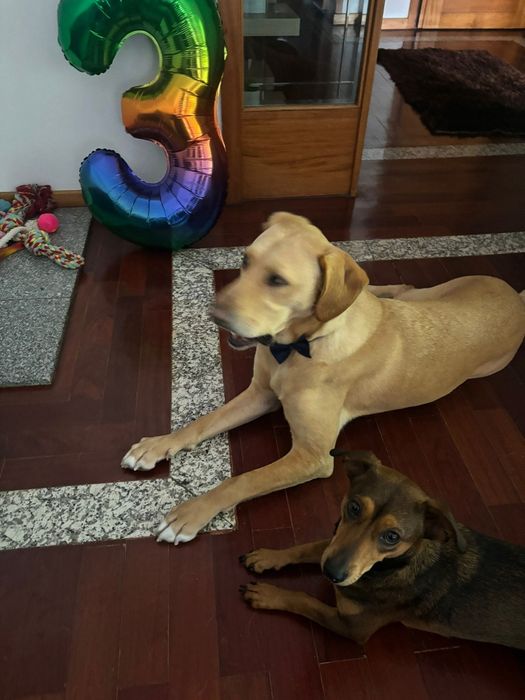 Lavrador Bege para adoção Responsável