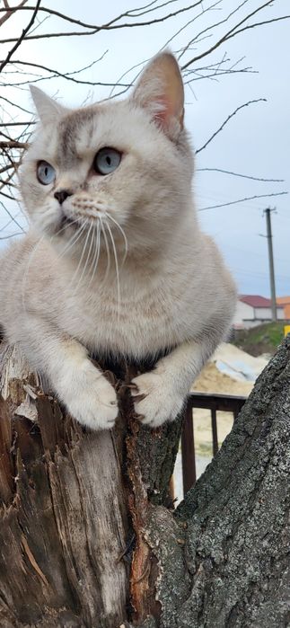 Кошечка серебристая шиншила