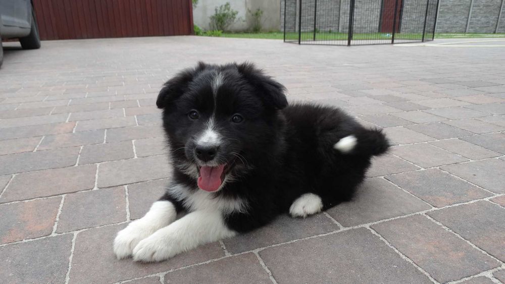 Border collie śliczna czarno biała suczka