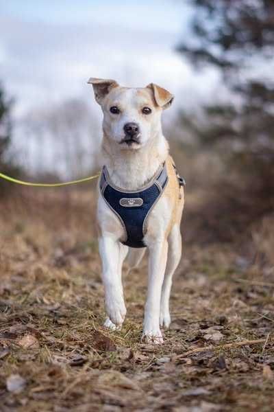 Niewielka łagodna Lila szuka domku