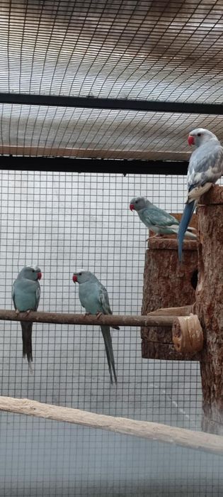 Papugi Aleksandretty Obrożne