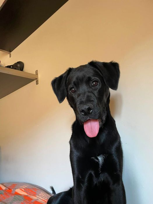 Labrador (adoção)