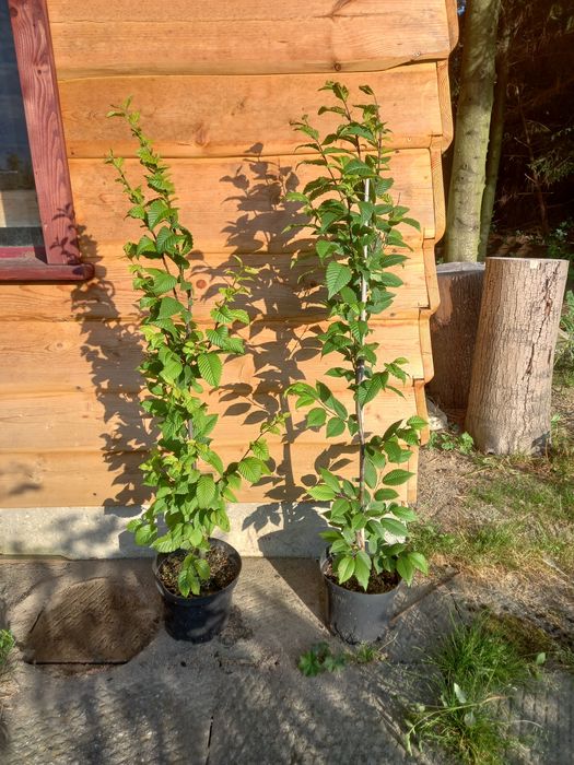 Grab fastigiata donioczka 4 litry 90 120 cm