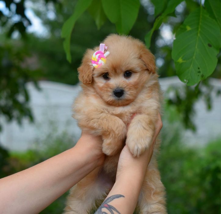 Дуже гарний малюк Мальтіпу