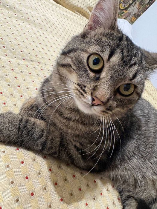 Котик безкоштовно, кiт ,котёнок