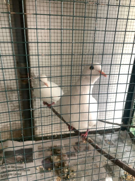 Casal de Pombos brancos