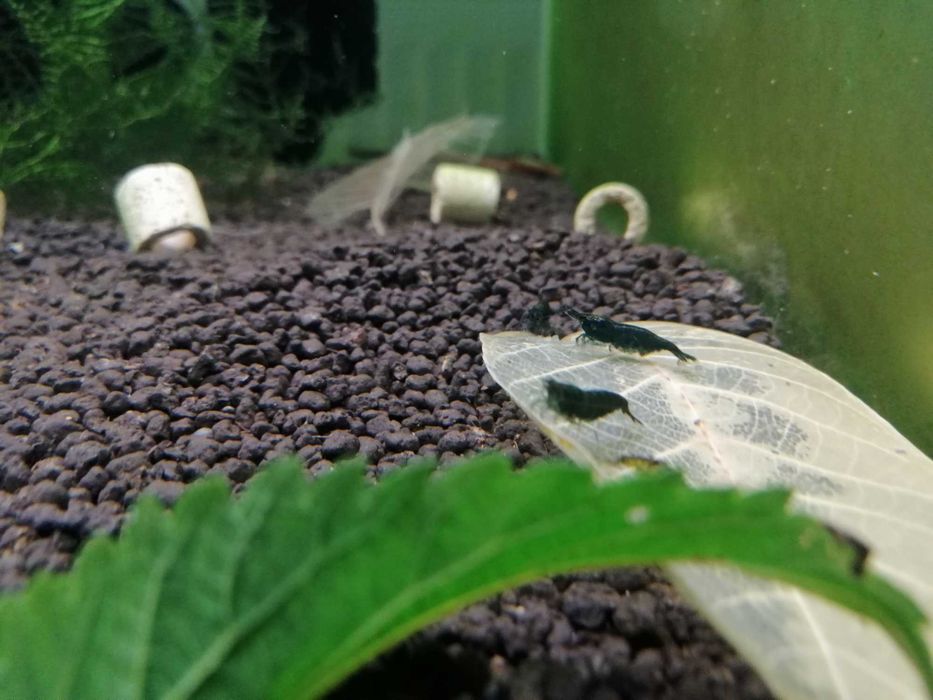 Krewetki Neocardina Dark Jade (Gratisy)