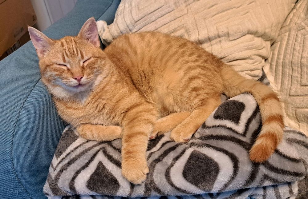 Miziasty rudy  kocurek szuka domku