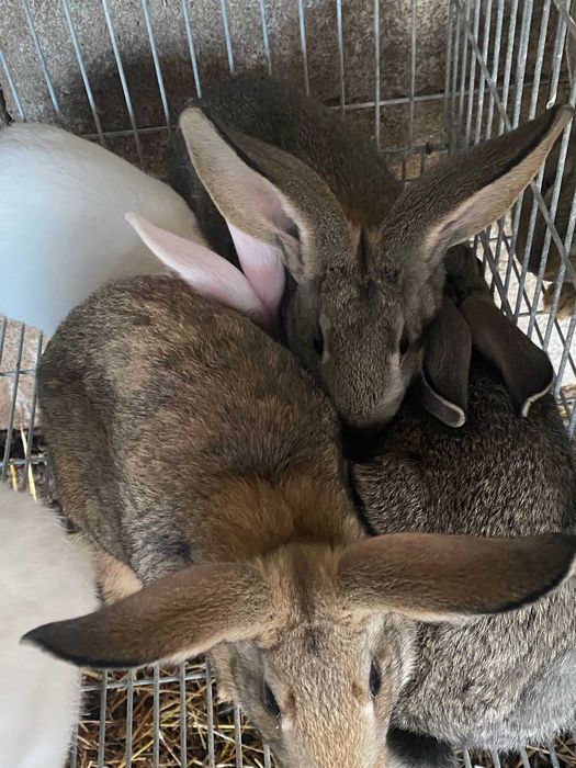 Coelhos grandes a venda