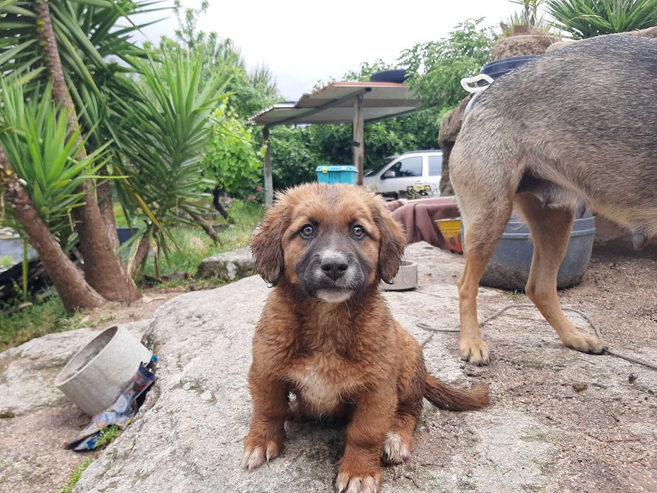 Cachoro femea de estimação