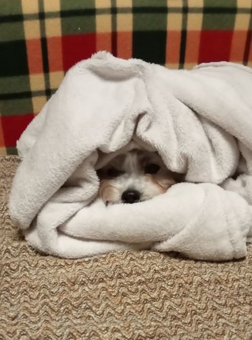 Пропоную послуги по перетримці домашніх улюбленців.