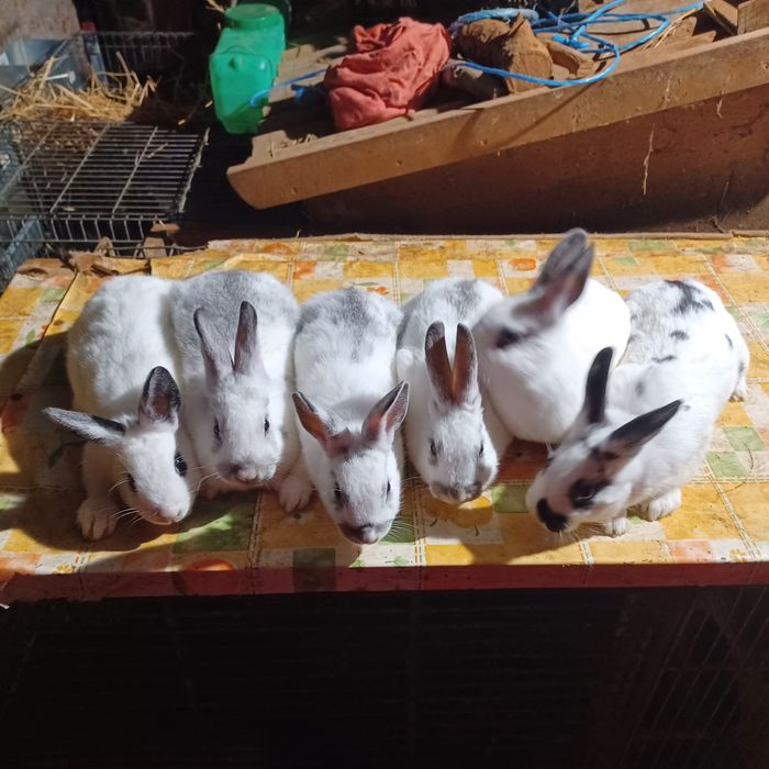 Coelhos  anões muito bonitos