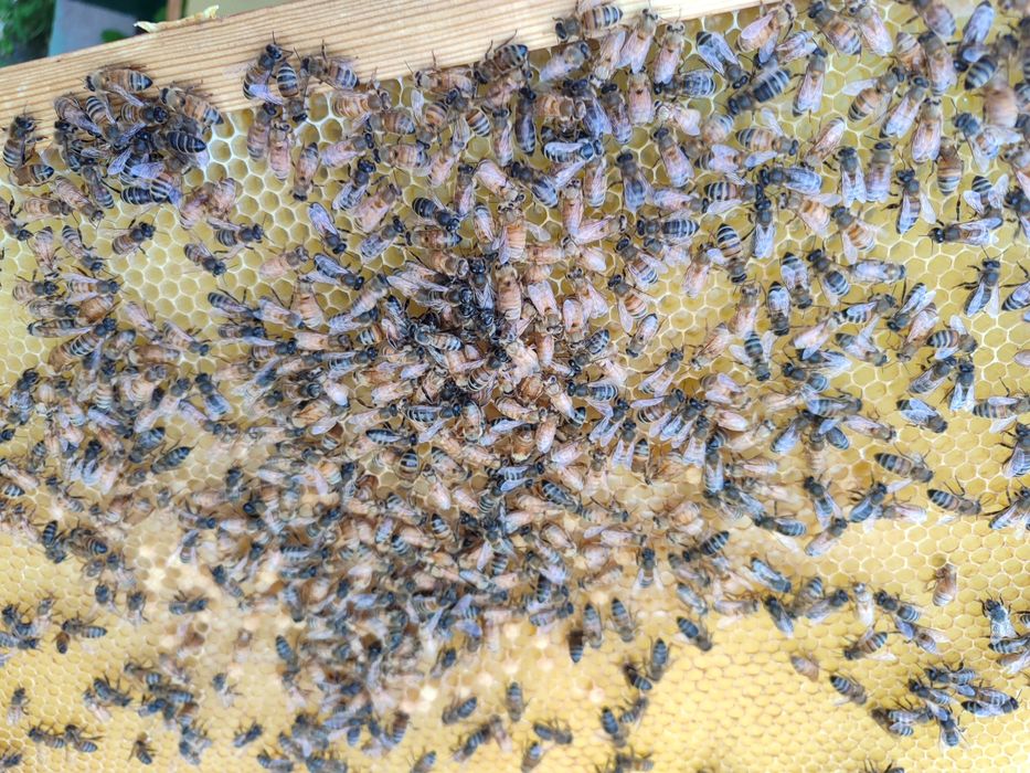 Продам бджоло пакети,на перші числа травня.