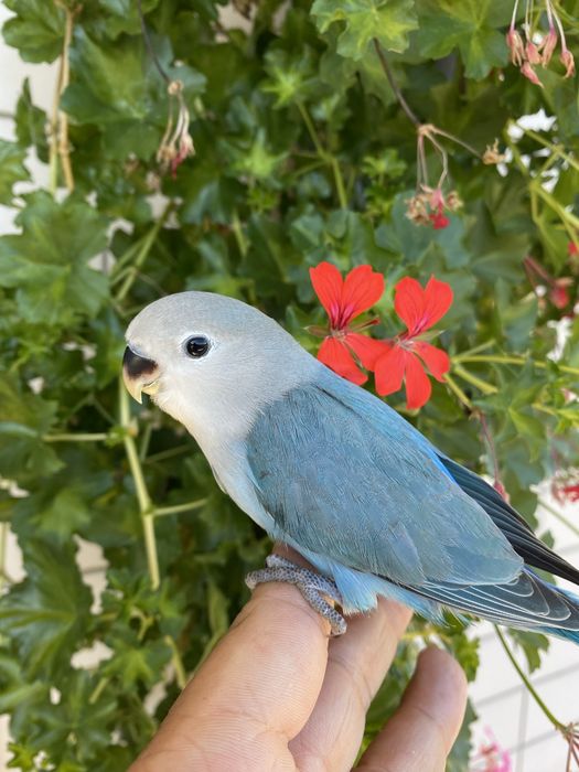 Agapornis domesticado azul