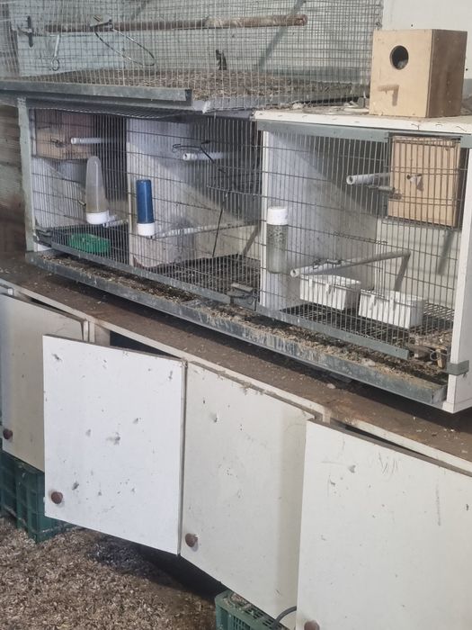 Vendo viveiro tem casal de agapornis reprodutor e agapornis não sexado