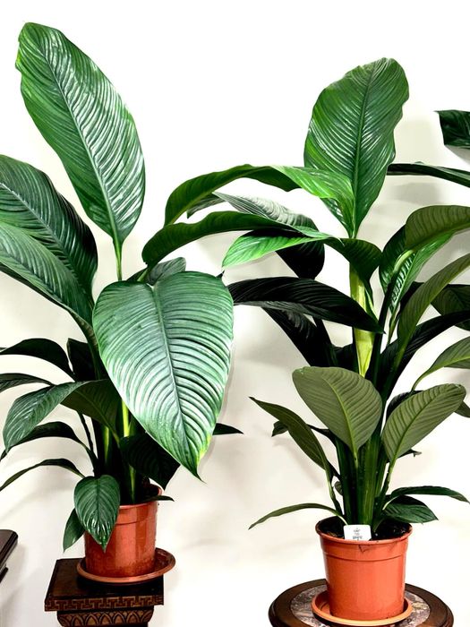 Спатифілум Сенсація 130-140см