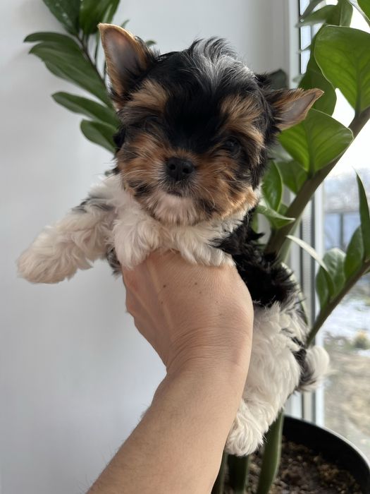 Бівер йорк 4 хлопчиків