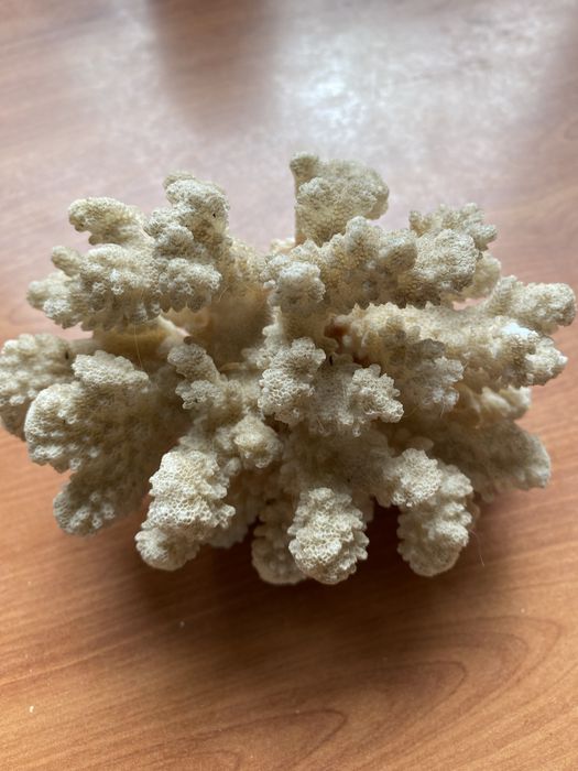 Бусы и серьги деревьянные