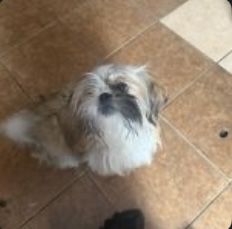 Za darmo piesek shih tzu