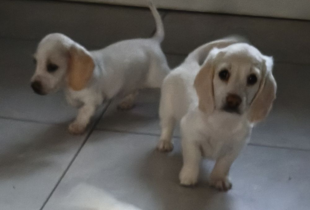 Jamnik długowłosy Kremowy miniatura Cream Piebald