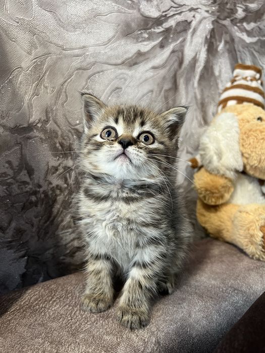 Шотландський котик хлопчик скотіш страйт
