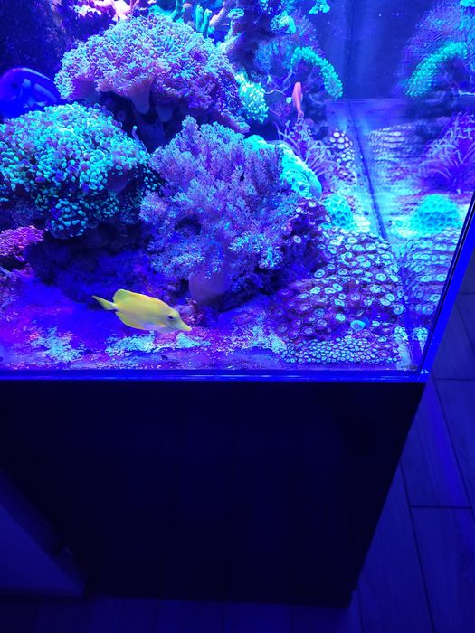 Sprzedam koralowiec miękki CAPNELLA XL.