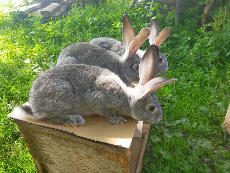 Кролі породи Шиншила. Німецький строкатий велетень.