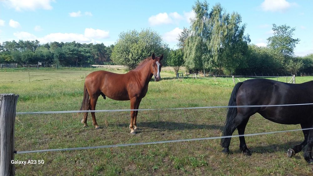 Niemiecki Koń Sportowy