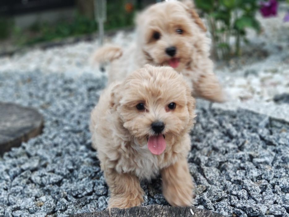 Maltipoo z metryką