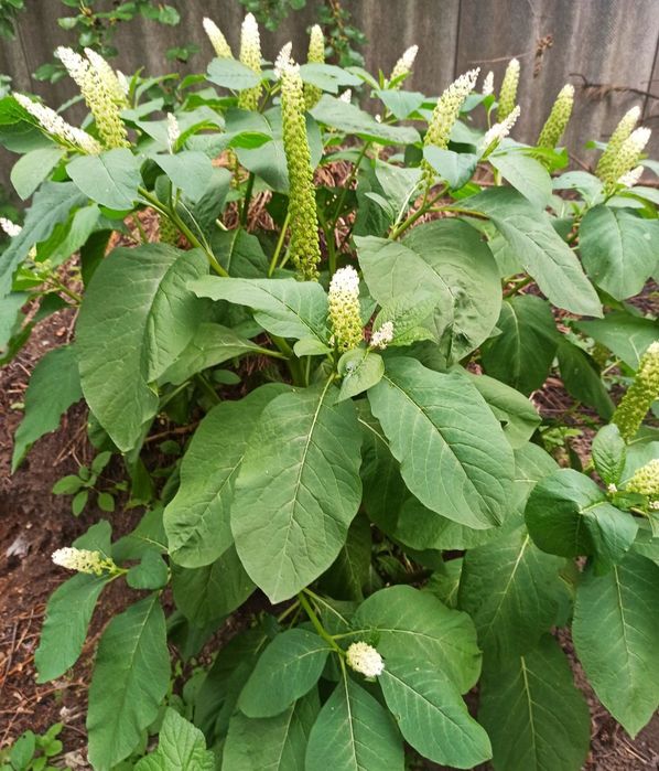 Лаконос ягідний/ Зверобой/ зверобій кущики Лікарські рослини