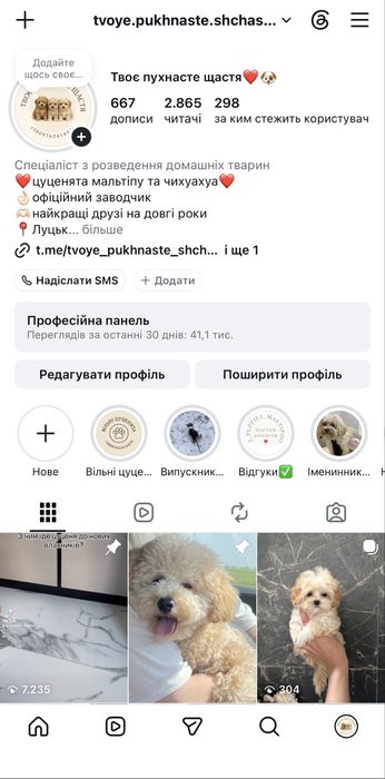 Міні дівчинка мальтіпу ф1 в Луцьку. Надзвичайно мила