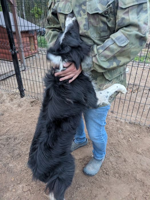 Border Collie z rodowodem szuka nowego domu
