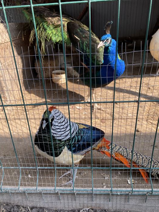 Алмазний(діамантовий) фазан