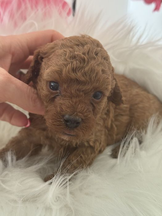 Cavapoo chłopak xs
