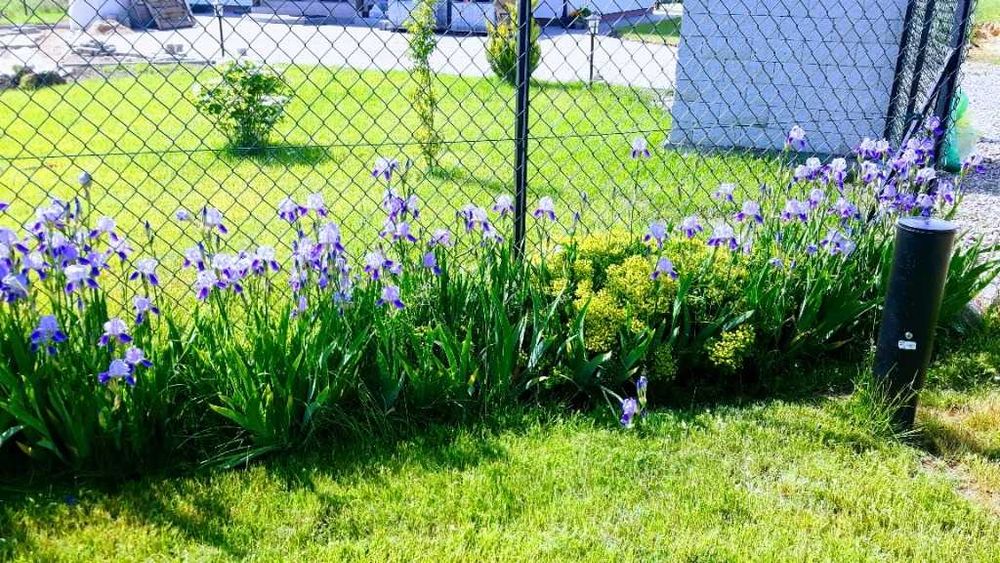 Irys Kosaciec niebieskie