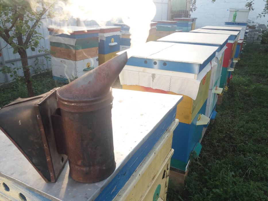 Продам бджолосімї з вуликами.
