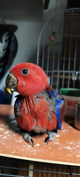 Aves criadas a mão